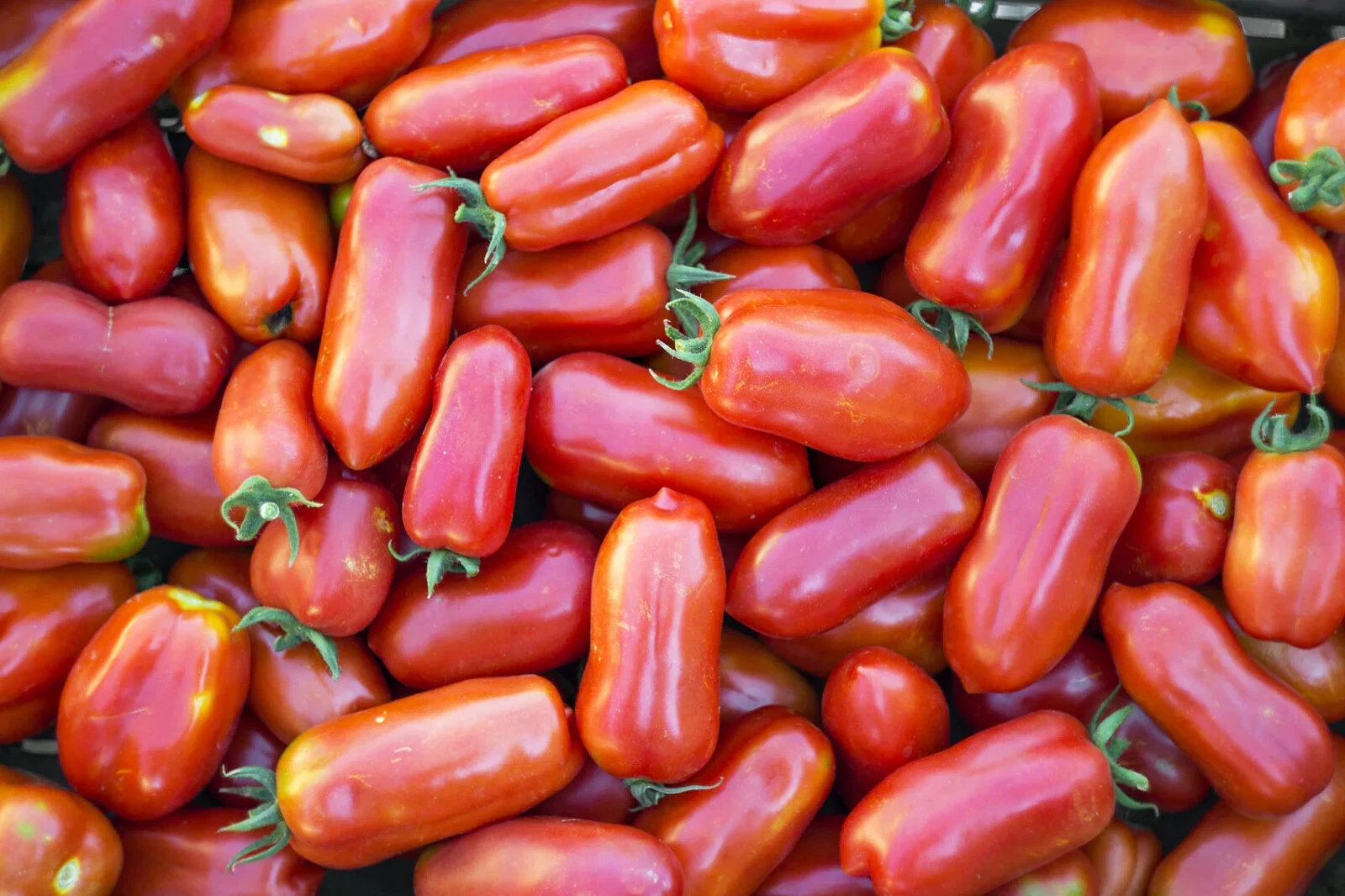 San Marzano Tomato Seeds (30) / ORGANIC / FLORIDA GROWN / PASTE TOMATO - $12.39