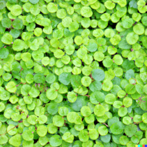 Dichondra Repens 1000+  Seeds - Perennial Creeping Ground Cover, Evergreen Lawn - $11.50