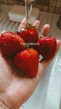 200 Strawberry Seeds Homegrown Edible Garden Fruit Organic Sweet NonGMO Berry - £9.48 GBP