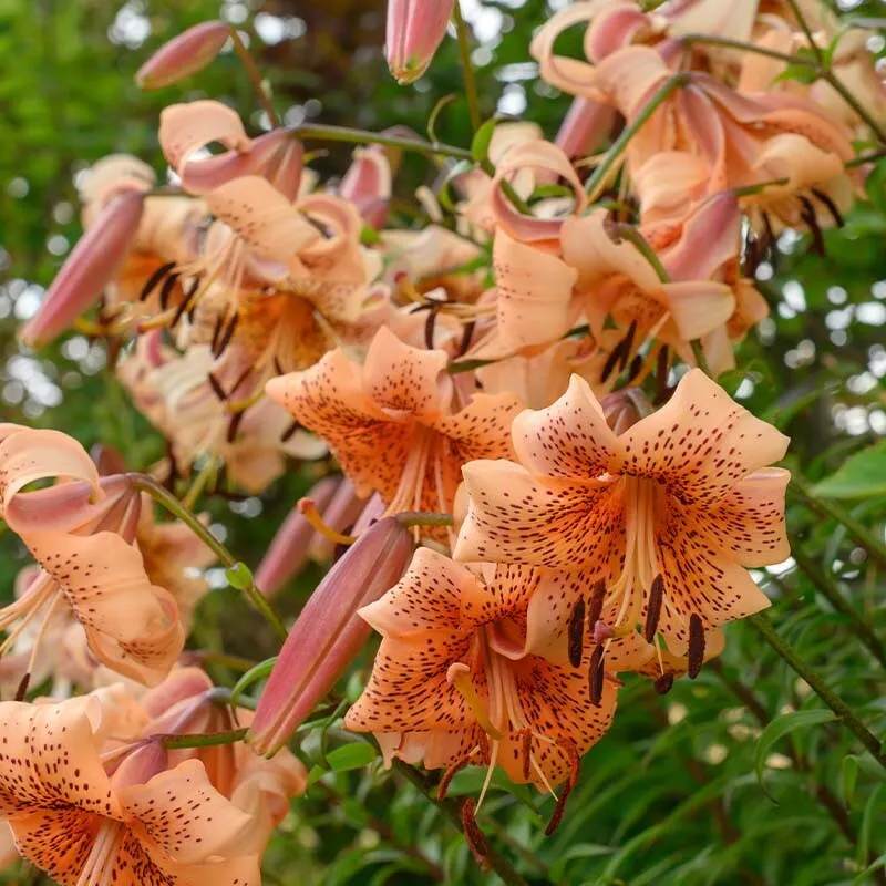 3 Bulbs Per Pack Tiger Babies Hybrid Lily Flower - $36.43