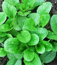 SEPT 500 Corn Salad( Mache Lambs Lettuce) Seeds Open Pollinated Organic - £4.54 GBP