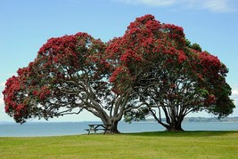 FREE SHIPPING 10 seeds New Zealand Christmas Tree {Metrosideros tomentosa}  - $12.98