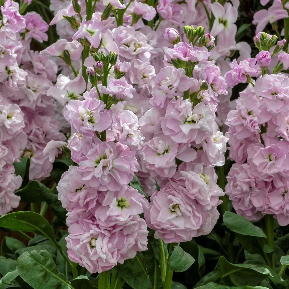 G_S 50 Stock Seeds Mime Light Pink Cut Flower F1 Variety - $14.74