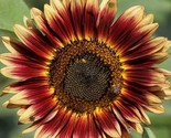 Evening Sun Sunflower Seeds 30 Annual Flowers Garden Bees Fast Shipping - £7.18 GBP