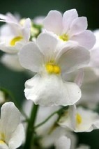 Shipped From Us 100 White Knight Nemesia Strumosa Flower Seeds, LC03 - £16.78 GBP