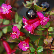 10 Seeds Fuchsia Bacillaris Fresh Seeds for Planting - £15.25 GBP