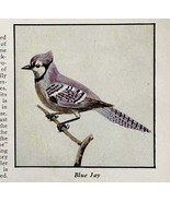 Blue Jay Bird Print 1931 Blue Book Birds Of America Animal Corvids Art P... - $467.85 MXN