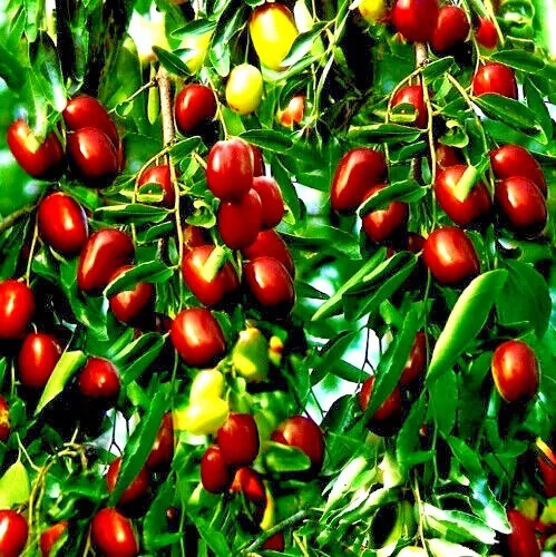 10 Jujube Fruit Tree Seeds Red Chinese Date Indian Plum Superfruit Fast Hardy Fr - £14.76 GBP