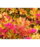 Marmalade Heuchera With Flowers Perennial Live Plant Summer Spring Flowe... - $46.92