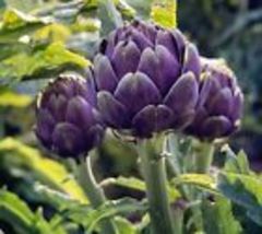Purple Romagna Artichoke Seeds Italian Artichoke Perennial plant Seeds 15+ Seeds - £7.90 GBP
