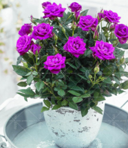 Fc3e25bd41aefb46 thumb200