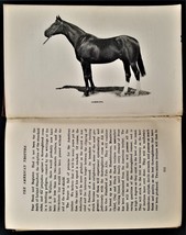 1905 Antique The American Trotter Parlin Horse Illustrated Breeding Origin - £70.04 GBP