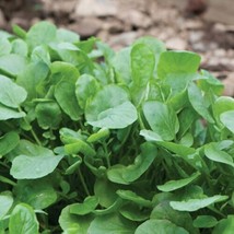 THJAR 4000 Upland Cress Seeds Early Cress Creasy Greens Non-GMO Heirloom | Selle - £3.86 GBP