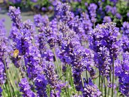 Lavender Vera Spring Mosquito Insect Repellent Perennial NON-GMO 1200+ Seeds - £4.29 GBP