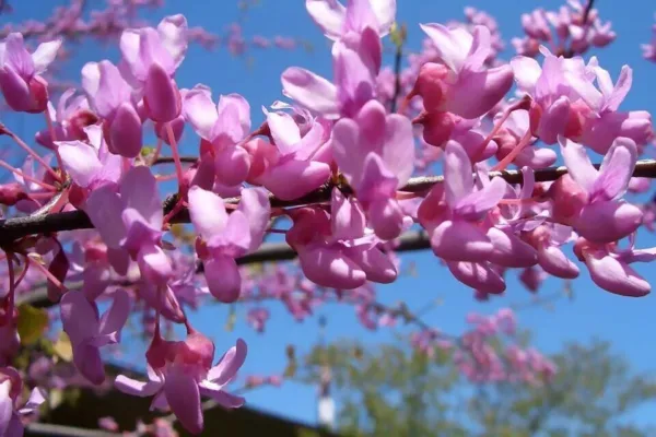 Fresh New Eastern Red Bud Tree 50 Seeds Beautiful Color - £10.37 GBP