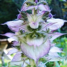 Clary Sage Bluish White  Salvia Sclarea 24&#39; Perennial Usa Nongmo 100 Seeds From  - £8.58 GBP