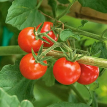 GIB 50 Seeds Easy To Grow Matt’S Wild Cherry Tomato Vegetable Tomatoe - £7.16 GBP
