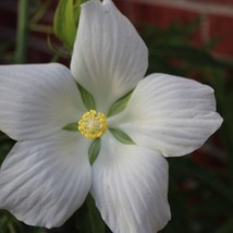 10 Seeds White Texas Star Hibiscus White Flower 10 Seeds Tall Perennial Hibiscus - $17.68