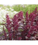 Red Garnet Sprouting Amaranth Herb Seeds 500 - 160,000 Supergrain -  Mic... - $2.12+