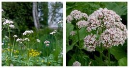 200 seeds Valerian Seeds Fresh Garden Seeds - £17.57 GBP