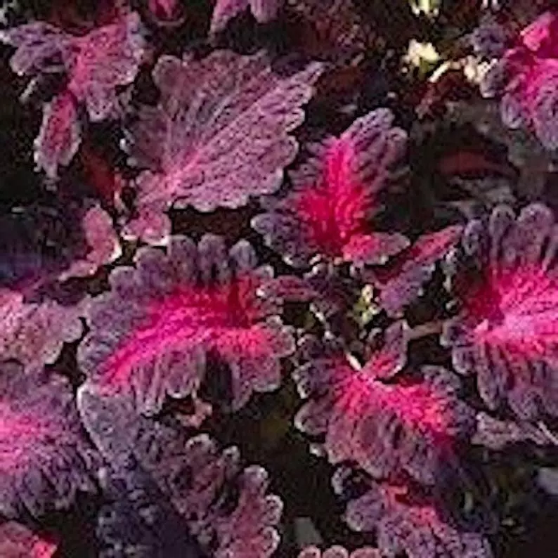 JGBO 25 Coleus Black Dragon Indoor/Outdoor Plant Annual &amp; Perennial Flower Seeds - £12.47 GBP