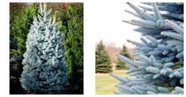 Blue Spruce Seeds - Christmas Trees (Colorado, Picea pungens) 100 Seeds - £15.13 GBP