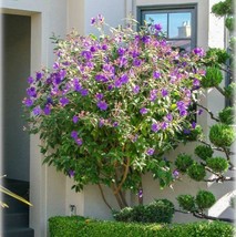 GIB Tibouchina urvilleana | Glory Bush | Princess Flower | 100 Seeds - $27.00