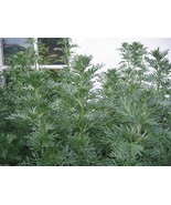Wormwood seeds - Artemisia absinthium - Perennial(500 Seeds) - $10.75 CAD