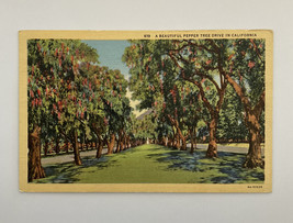 A Beautiful Pepper Tree Drive California Postcard - £7.85 GBP