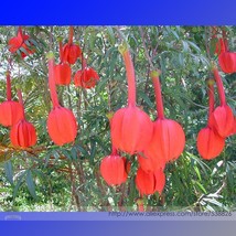 Passiflora Parritae Huge Tubular Blooming Orange Red Flower Seeds Garden USA Shi - £6.63 GBP