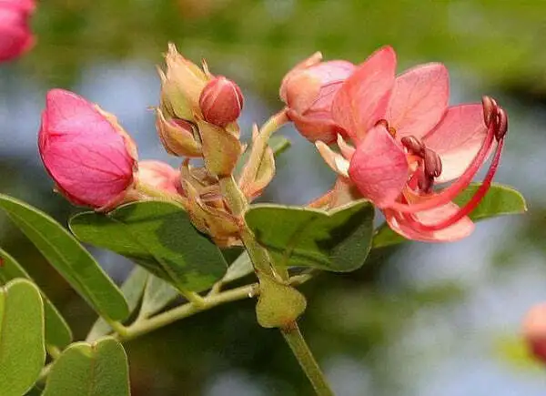 Cassia Roxburghii Ceylon Senna Roxburgh&#39;S Or Red Cassia 5 Seeds Fresh Garden - £15.65 GBP