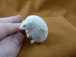 Hed-w6 little white Hedgehog shed moose ANTLER figurine Bali detailed ca... - $120.60
