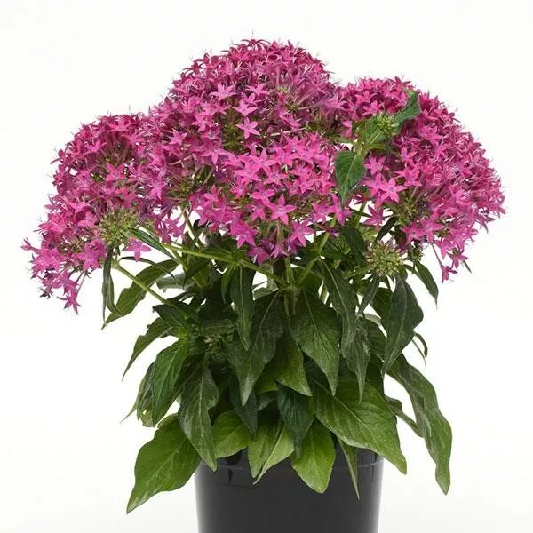 Pentas Lucky Star Violet 25 Pelleted Seeds Pentas Seeds Garden USA Seller - £11.64 GBP