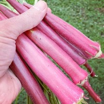 20 Okinawa Pink Okra Seeds Organic New Fresh Seeds USA - $13.40