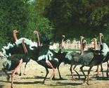 Pasadena California CA Cawson Ostrich Farm Ostriches Fighting 1904 Postcard - $3.71