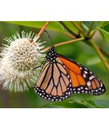 50 Buttonbush Honeyball Shrub White Flower Hummingbirds Bulk Seeds - $11.75