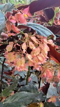 Live Plant PINK ANGEL WING BEGONIA, Outdoor &amp; Indoor Plant, Houseplant - $27.95