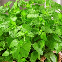 Lemon Balm Culinary &amp; Herbs Garden Seeds Fresh Seeds USA Seller - £10.39 GBP