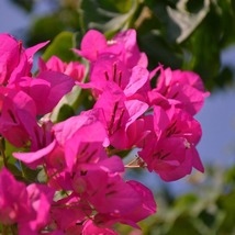 3 Juanita Hatten Bougainvillea Live Plants in 2.5” Nursery Cubes Pink-Vi... - €45,70 EUR