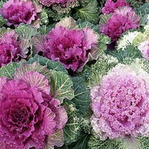 Ornamental Kale Brassica Oleracae 50 Seeds  - £4.76 GBP