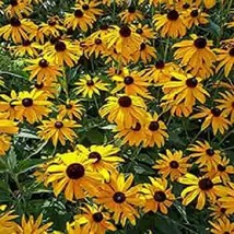 50 Ozark Gold Coneflower Seeds Echinacea Flowers Flower 1365Garden Beaut... - $15.00