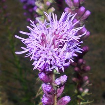 Marsh Blazing Star Seeds Organic Liatris Spicata Seeds Purple Outdoor Flower See - £7.92 GBP