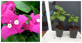 starter/plug plant Well Rooted MIAMI PINK Live Bougainvillea Plant - £32.76 GBP