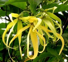 Cananga Odorata Ylang Ylang Fragrant Flowers Seeds Fresh Seeds Fast Shipping - $15.98