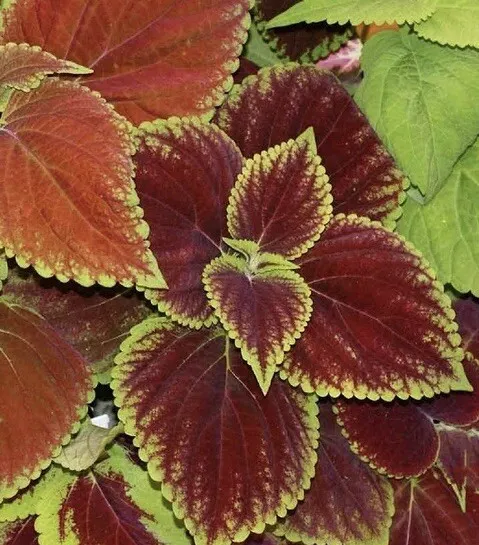 SGH Coleus Rainbow Mix 500 Seeds Shade Garden Container Houseplant Groundcovr  - £6.49 GBP