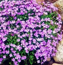 PWO Fresh 100Pcs Light Purple Creeping Thyme Seeds Cress Rock Perennial - £4.09 GBP