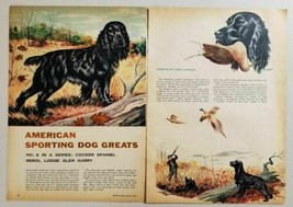 1955 Magazine Picture Cocker Spaniel American Sport Dog Drawn by James Lockhart - £9.40 GBP