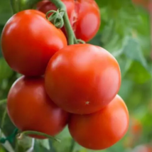 &#39;Honglian&#39; Small Big Mixed Dark Red Tomato Hybrid F1 Tomato - 100 Seeds - $7.11