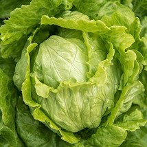 Crisphead Iceberg Lettuce Seeds - 500 Count Seed Pack - Non-GMO - A Stap... - $8.99