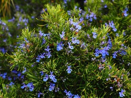 Herb Seeds -Rosemary Aromatic Herb 25 Heirloom Seeds -Good Potted Plant  - £3.07 GBP